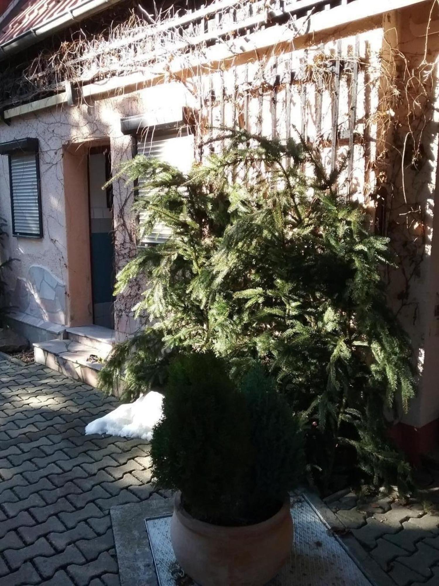 Bergnest Bungalow Bad Gottleuba-Berggiesshuebel ภายนอก รูปภาพ